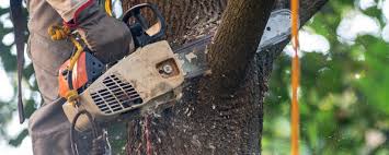 Best Emergency Tree Removal  in USA